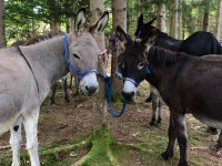 Reiten, Pferde, Pony, Esel im Wald