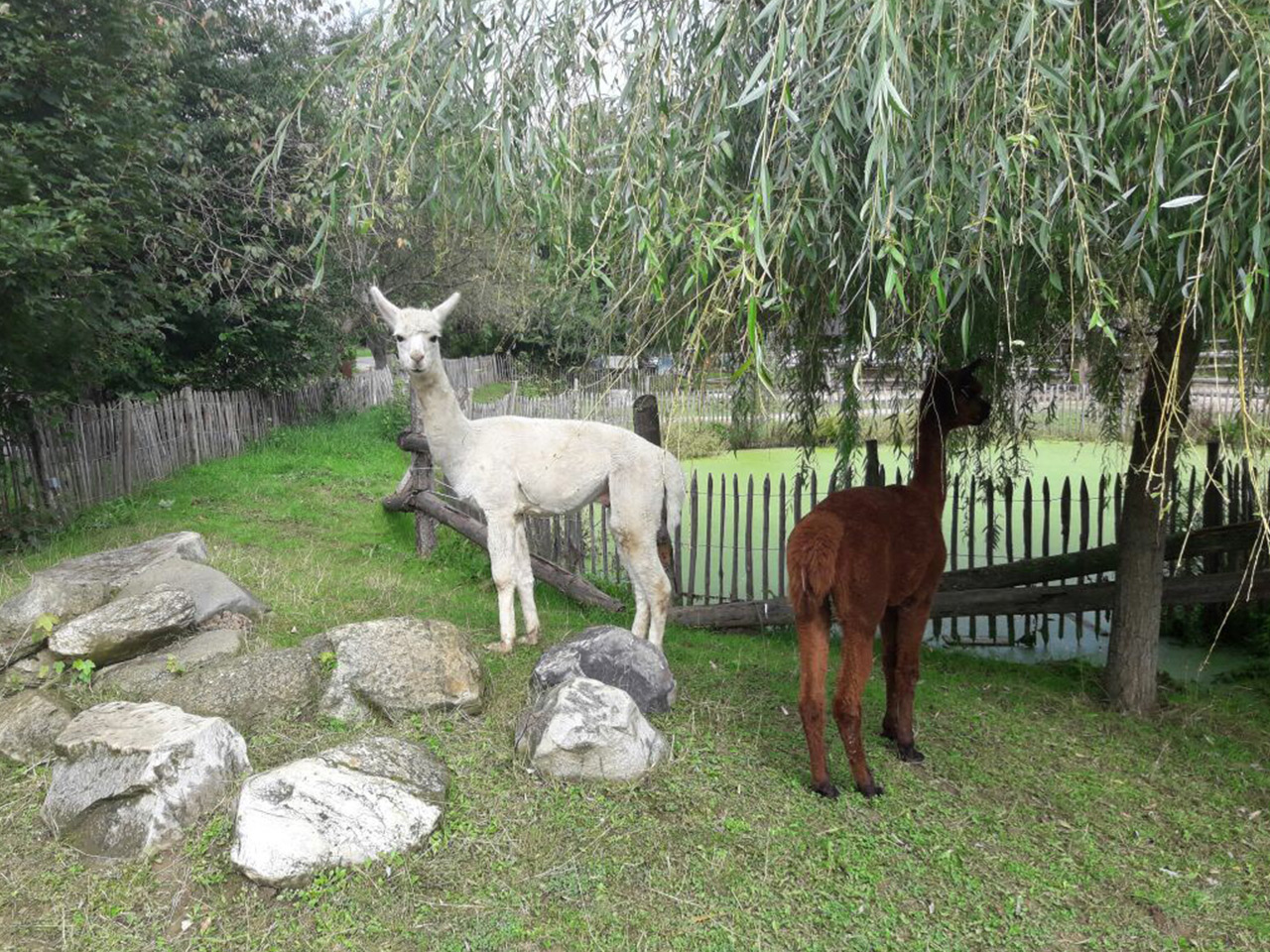 Die Lamas "Sugar" und "Brownie"
