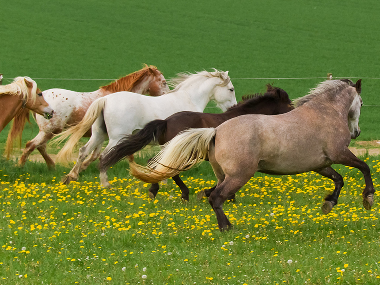Unsere Pferde galoppierend auf der Weide