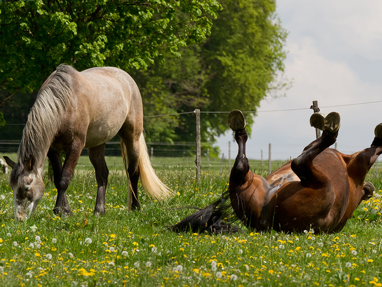 Glückliche Pferde auf der Koppel