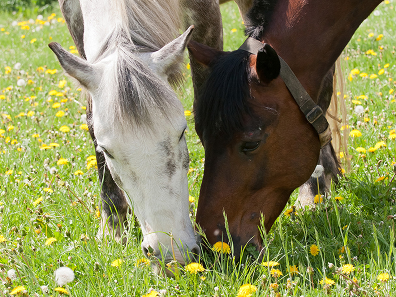 Glückliche Pferde auf der Weide