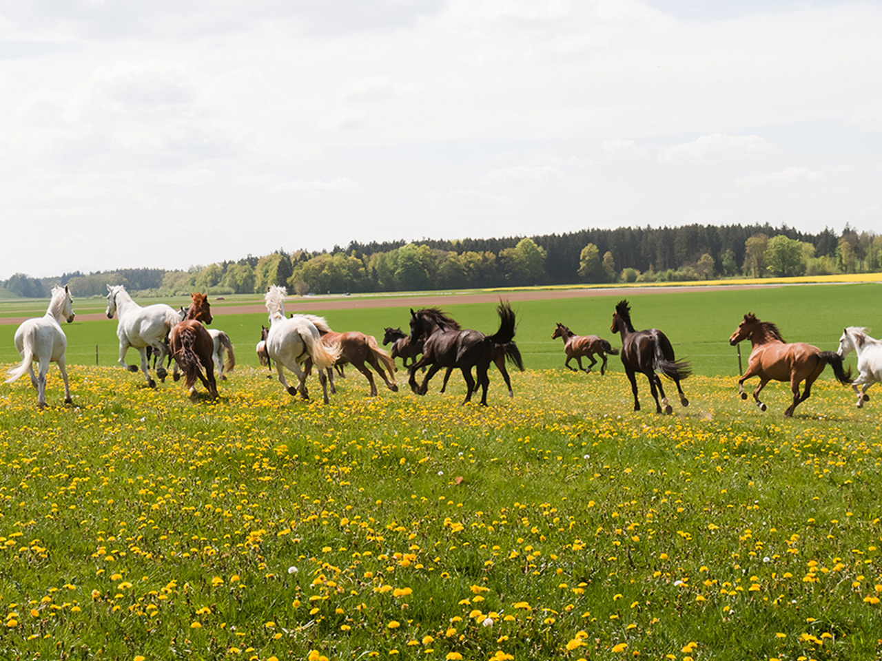 Die Sonnenlandpferde im Galopp über die Weide