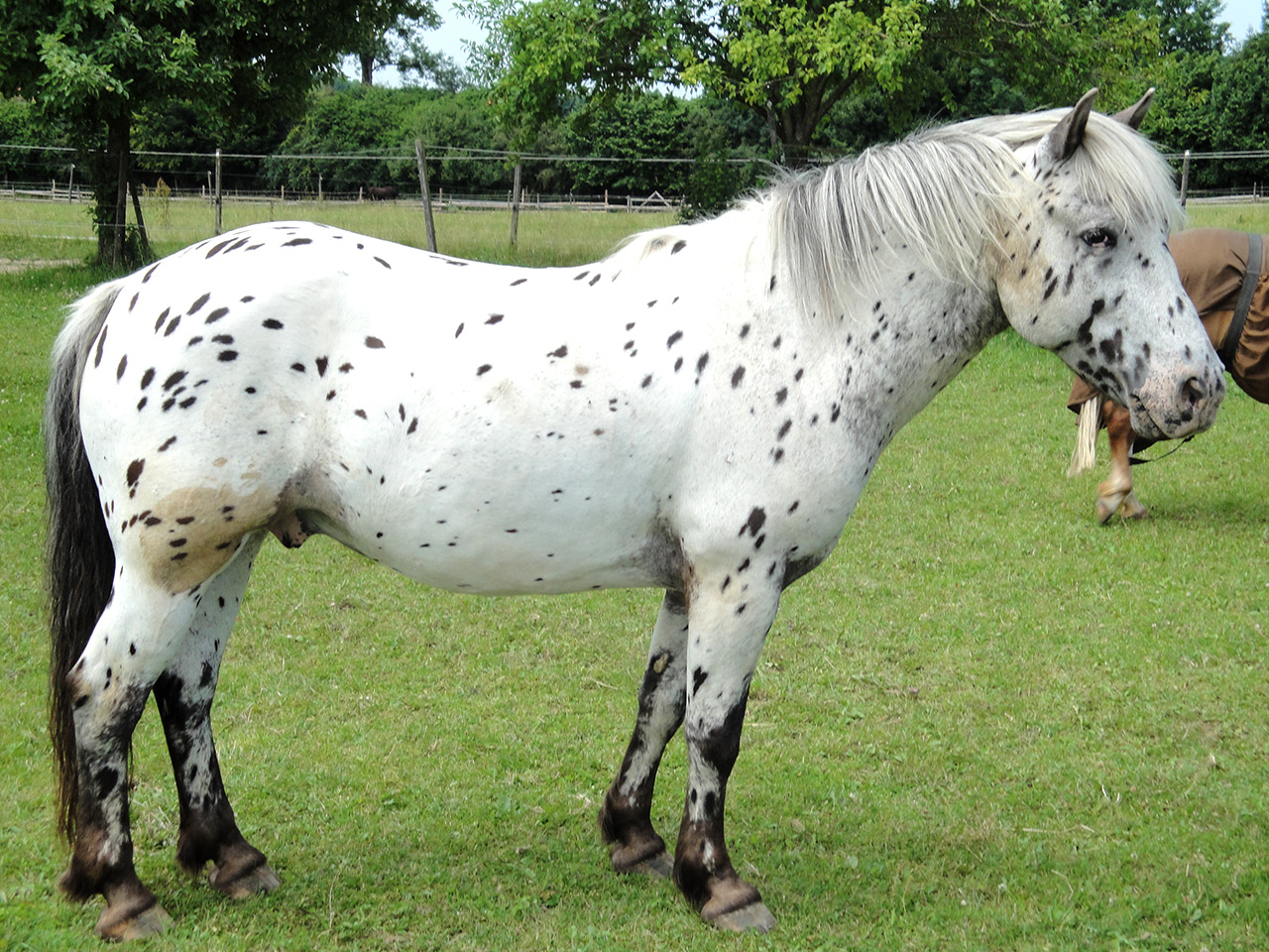 Unser Longenpony "Nilson"