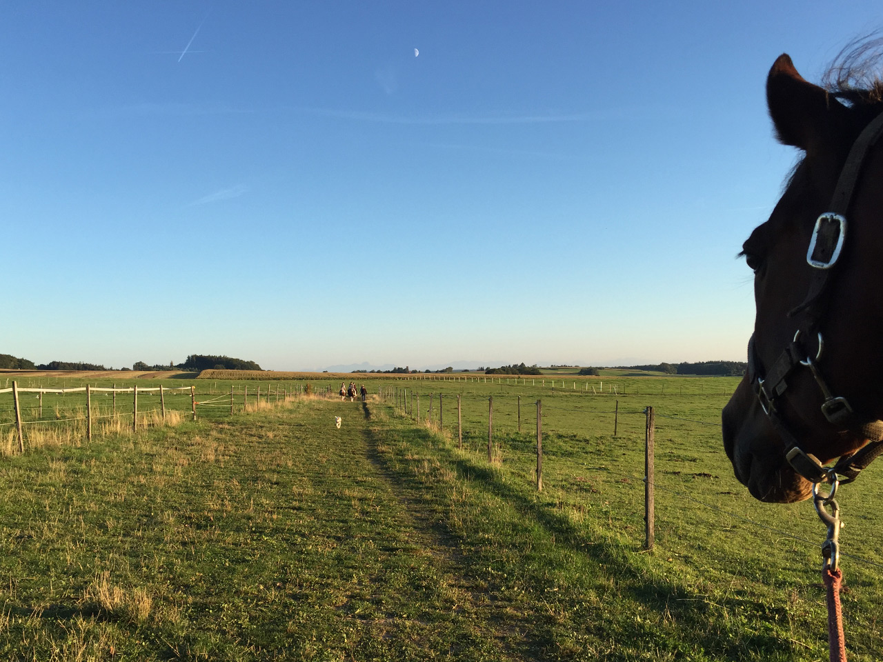Pferdeausritt mit Blick auf die Alpen