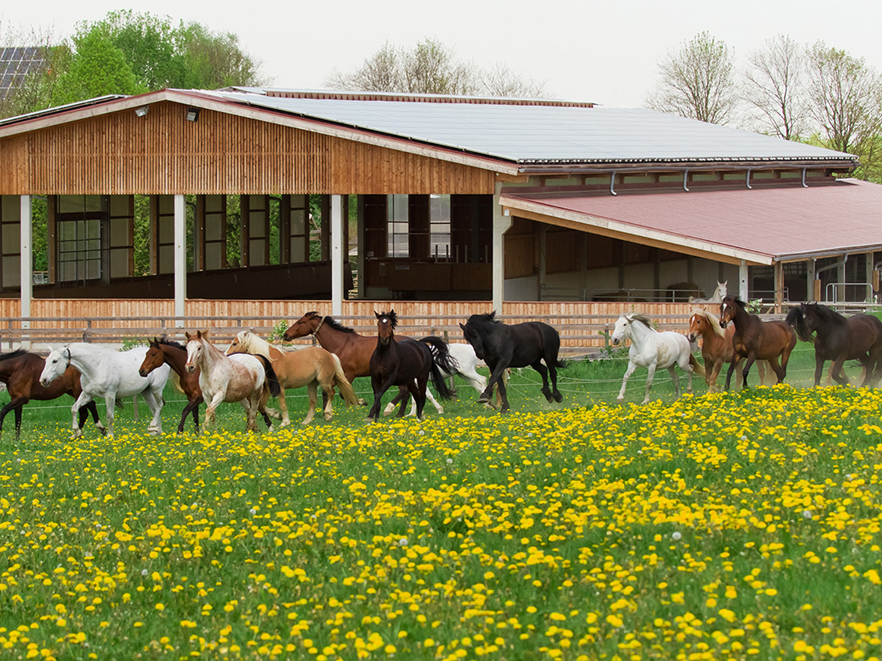 Pferdehaltung im Aktiv-Bewegungsstall