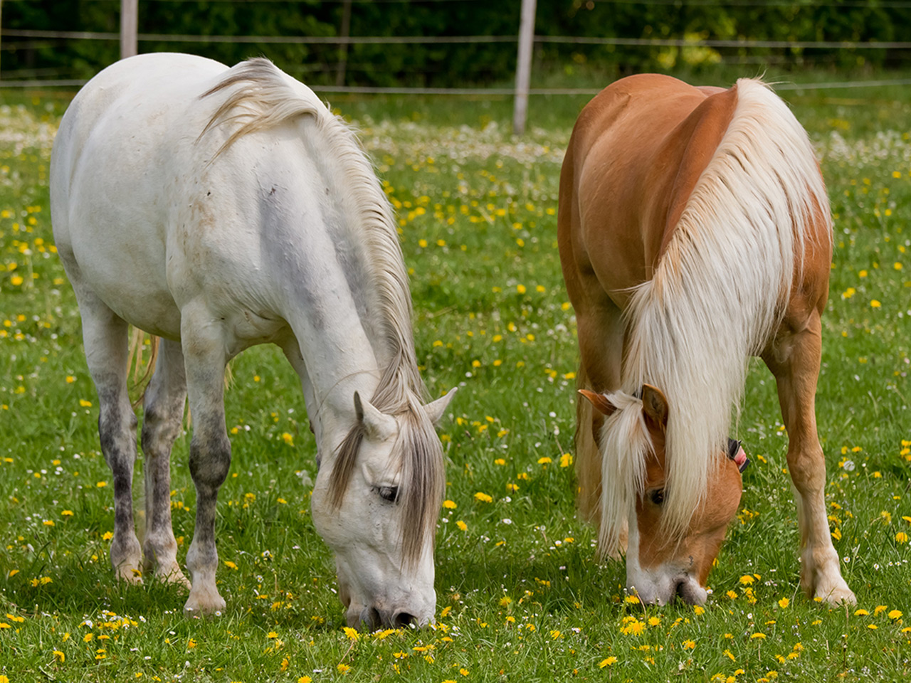 Auf der Pferdekoppel beim grasen