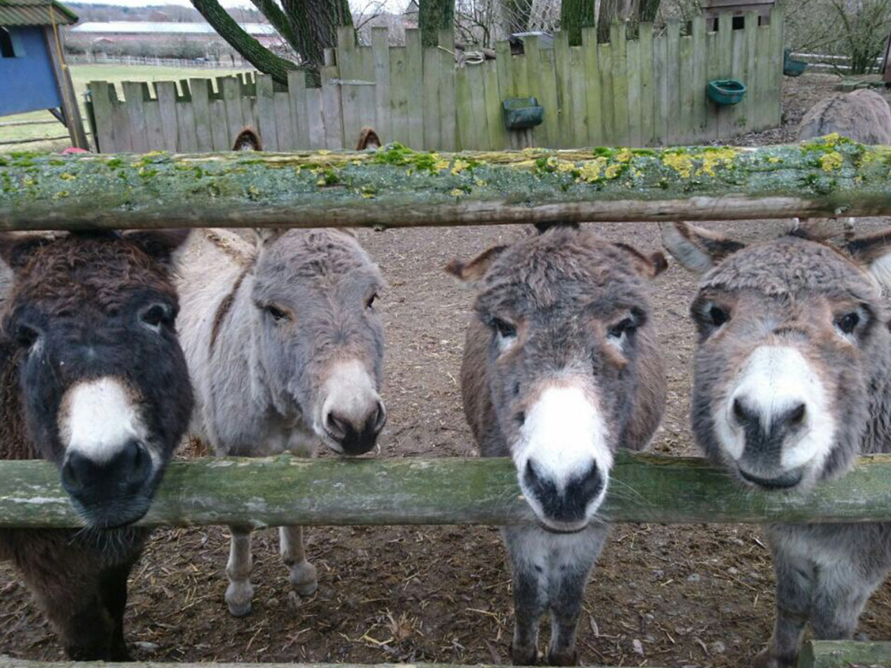 Unsere Esel im Sonnenland-Reiterhof