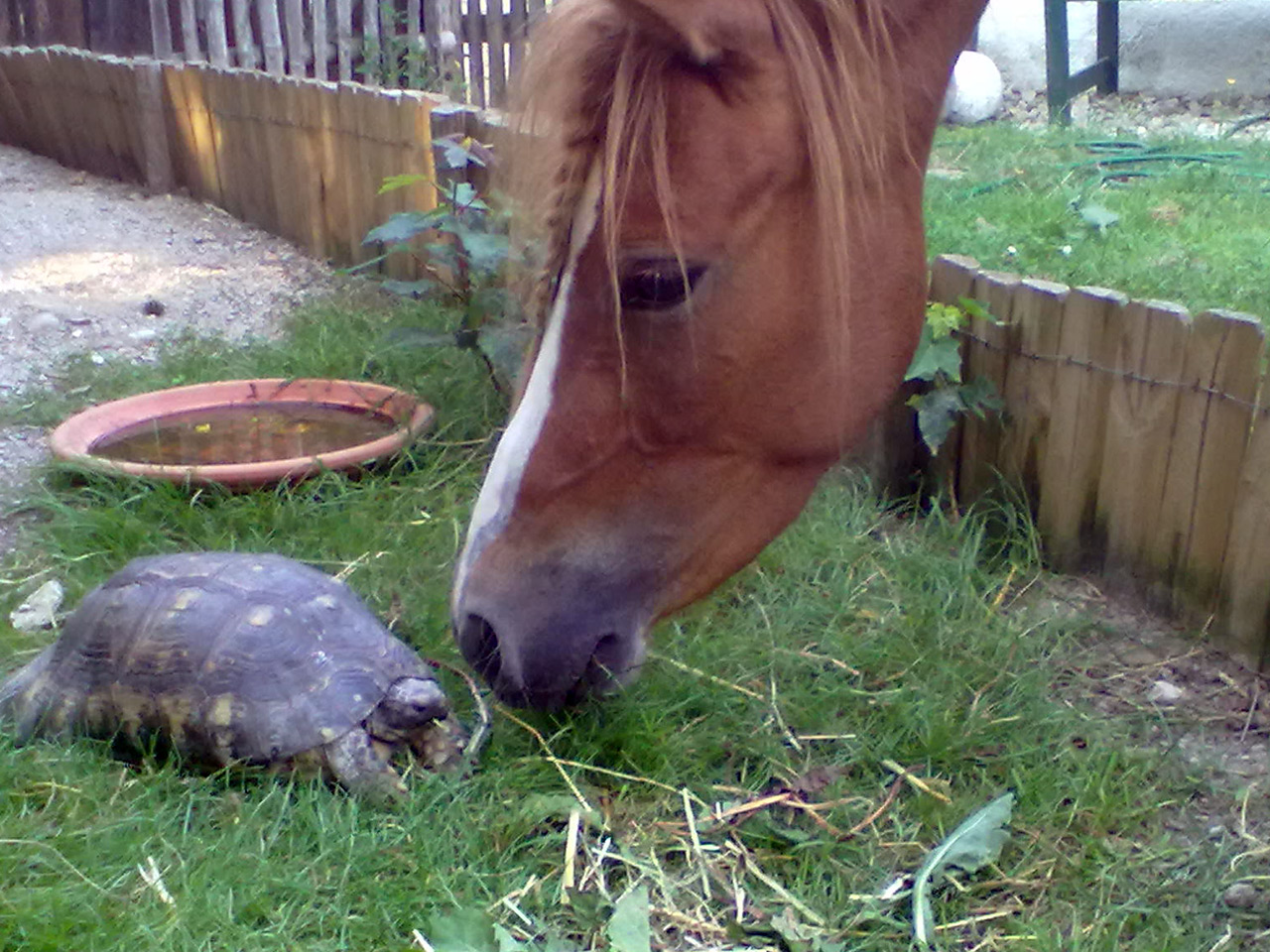Pony "Fuchsi" meets Schildkröte "Sokratessa"