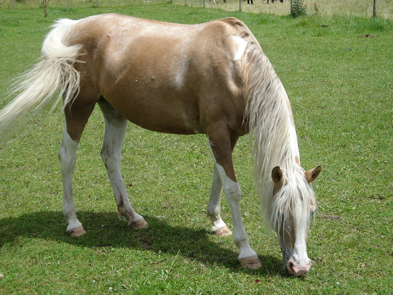 Unser Schulpony Grace