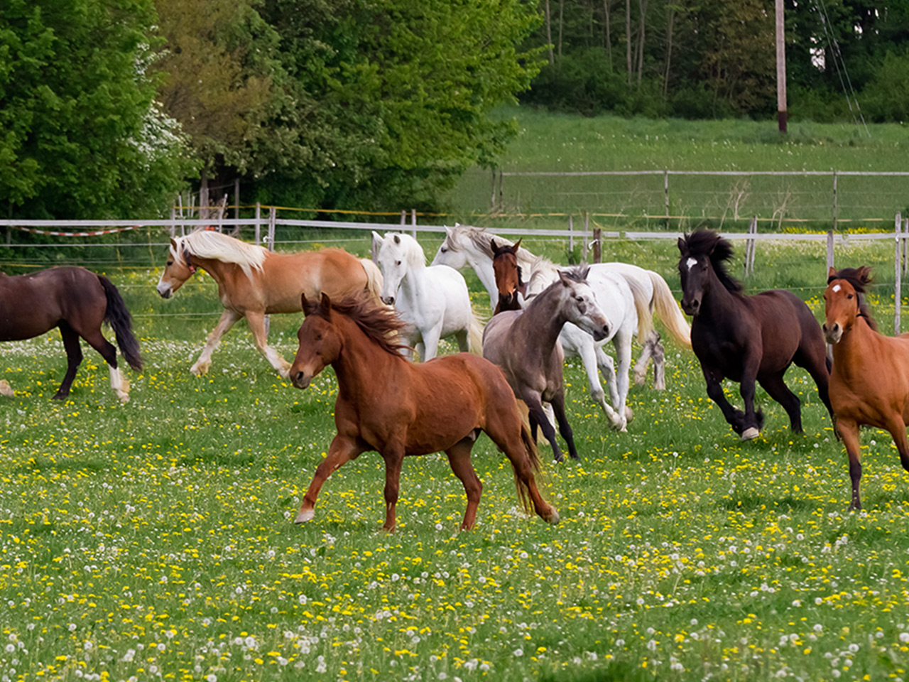 Sonnenland-Pferde im Galopp