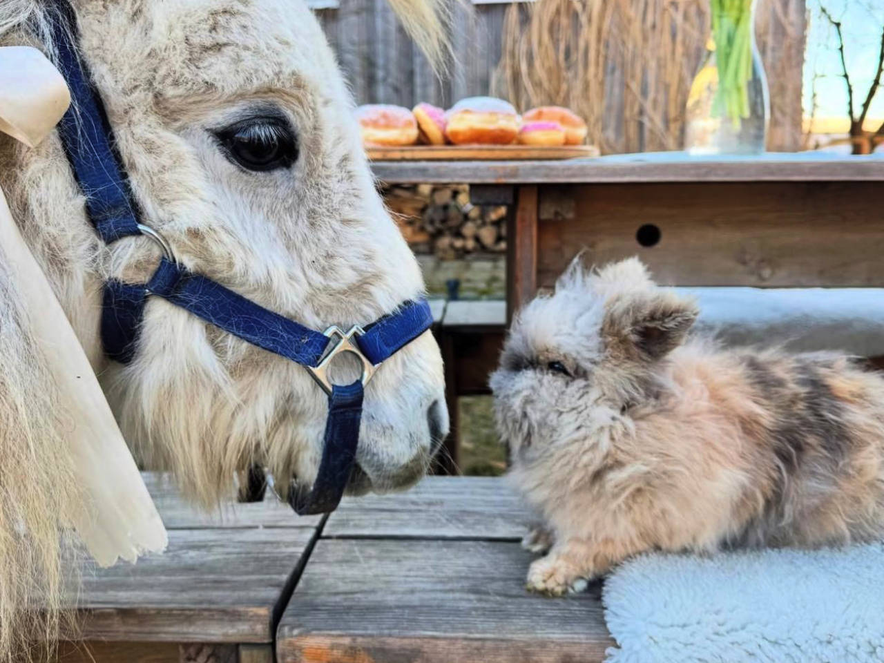 Reiten, Pferde, Pony, Esel im Wald